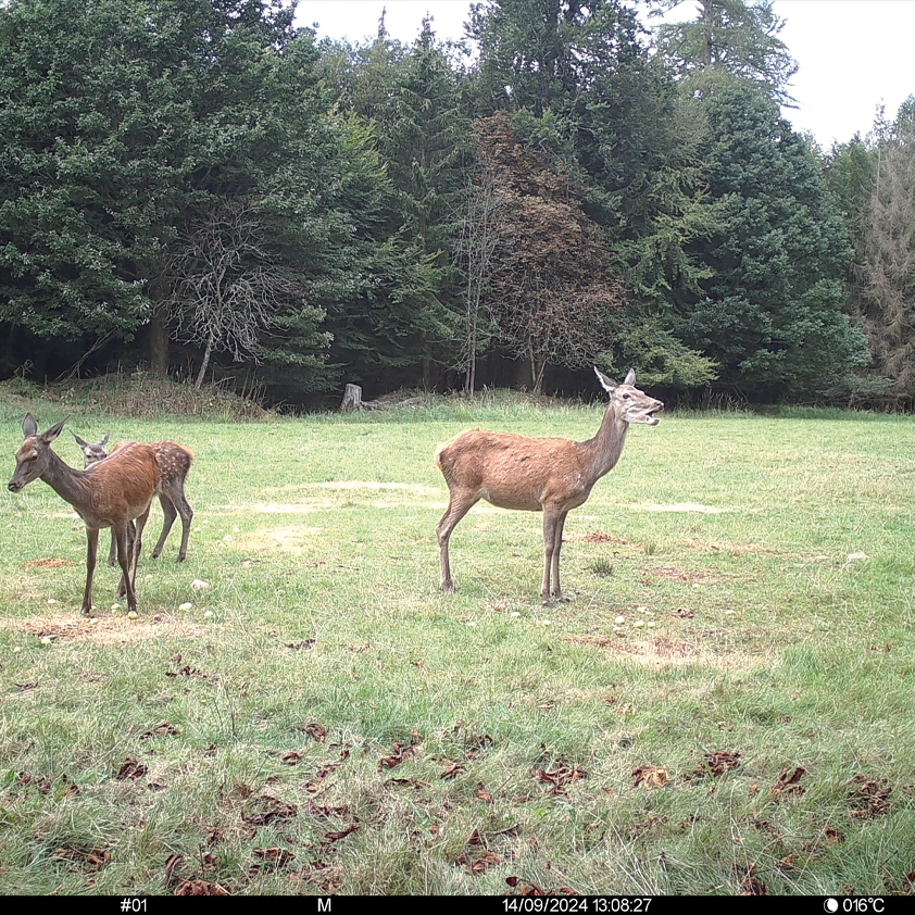 Es handelt sich hier um Aufnahme mit Wildkamera SEISSIGER Pro-Cam LTE SUPERSIM-Edition für die Jagd.