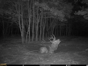 Aufnahme mit Wildkamera SEISSIGER Special-Cam LTE – SUPERSIM-Edition für die Jagd.