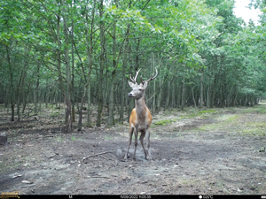 Aufnahme mit Wildkamera SEISSIGER Special-Cam LTE – SUPERSIM-Edition für die Jagd.