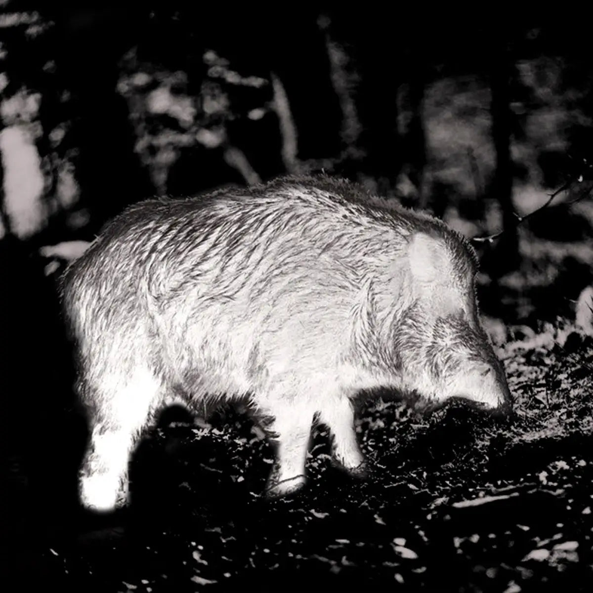 Aufnahme mit dem PARD FT32 LRF Wärmebild-Vorsatzgerät für die Jagd.