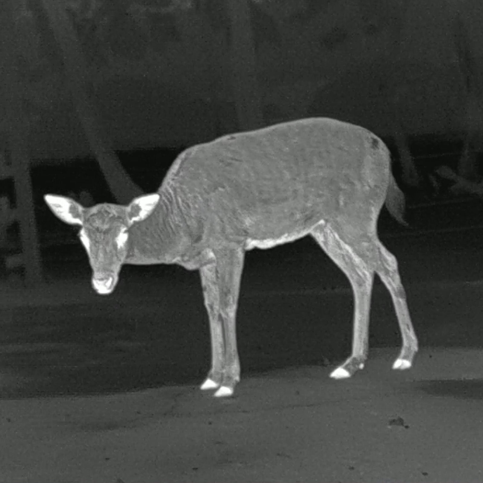 Es handelt sich hier um Aufnahme mit dem PARD TA32 LRF Wärmebild-Monokular für die Jagd.