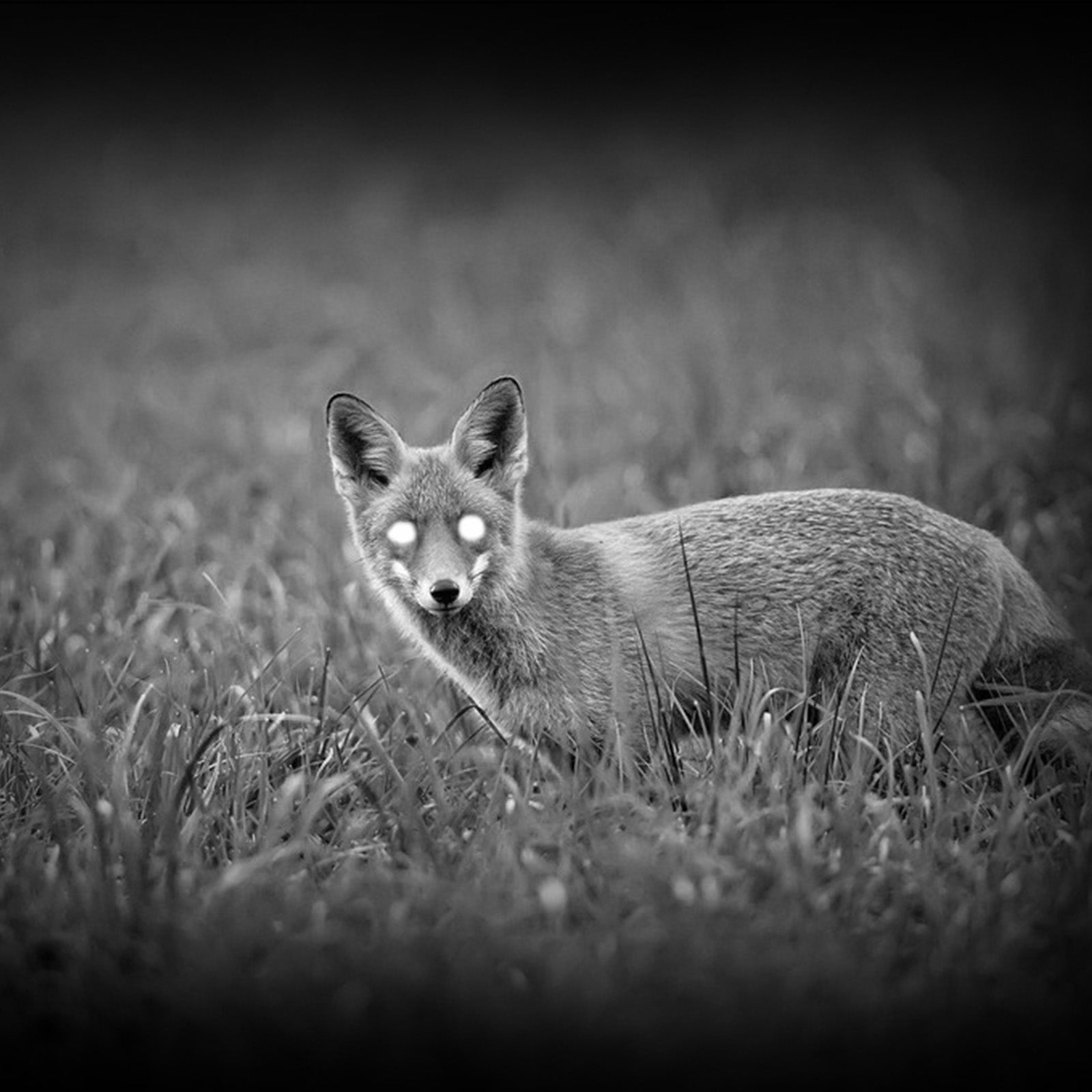 Aufnahme mit dem PARD NV009 Digitales Nachtsicht-Monokular für die Jagd.