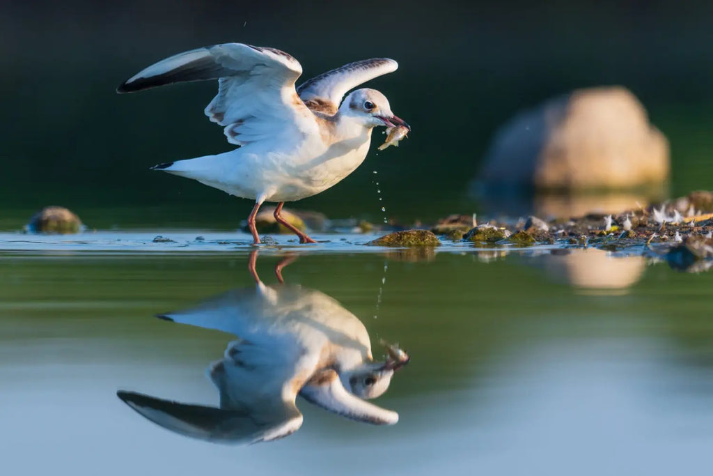 Vogelfotografie mit einem Spektiv (Digiskopie)