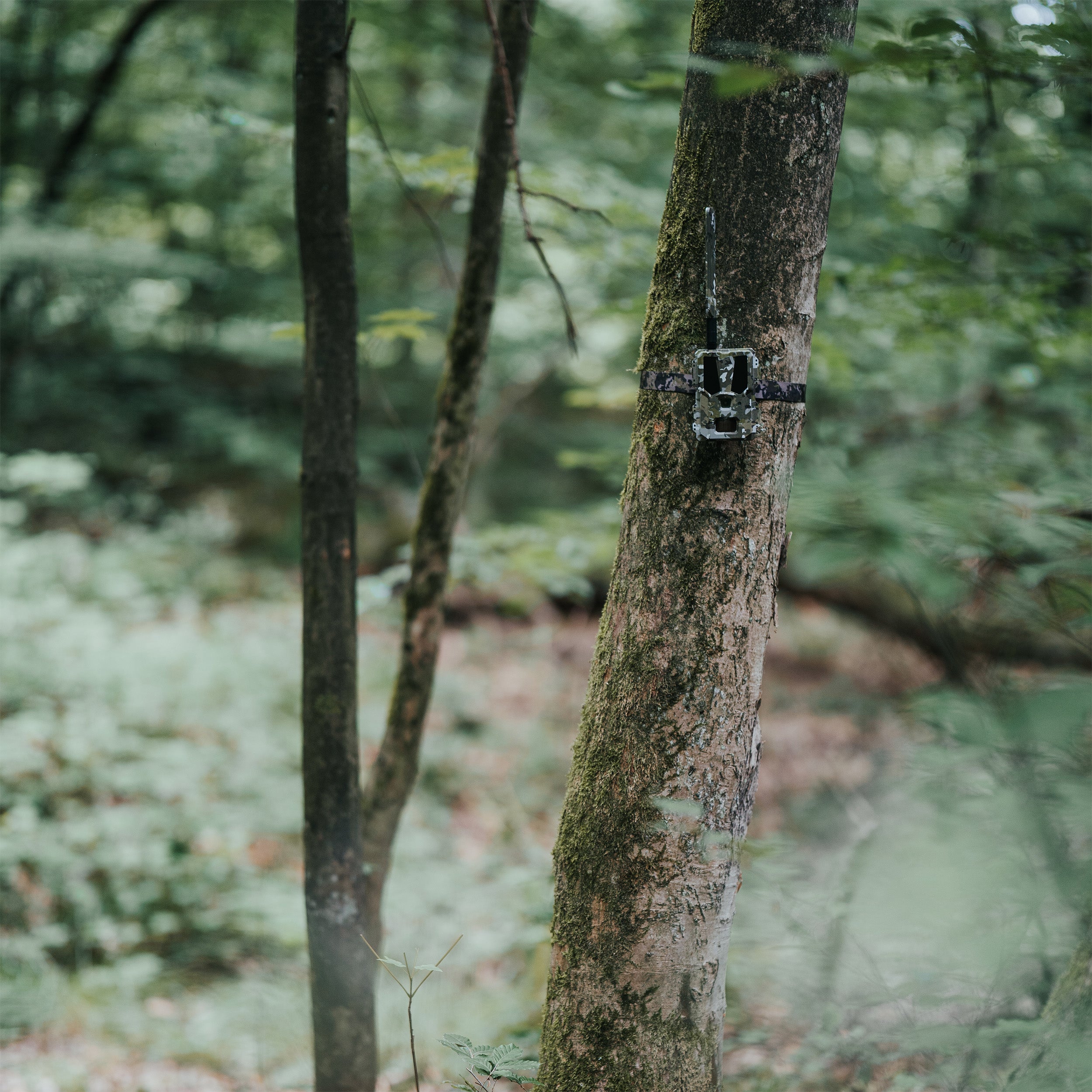 Hunter 4G Mini LTE-SIM-Wildkamera von Modernhunter für die Jagd.