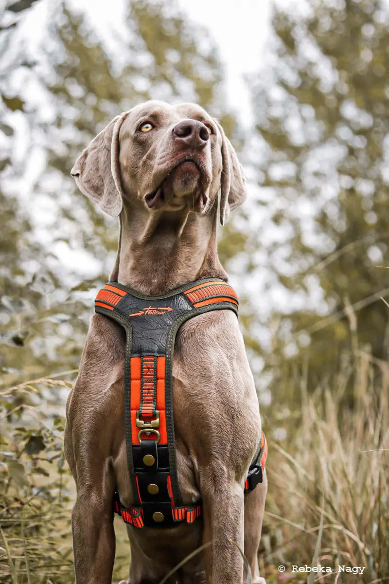 Hundegeschirr-FG Follow Niggeloh Hundegeschirr