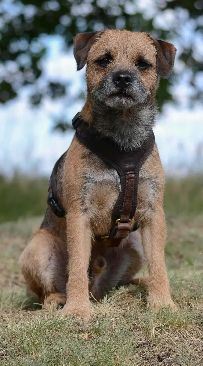 Hundegeschirr Follow Light Niggeloh, für den Jagdhund.