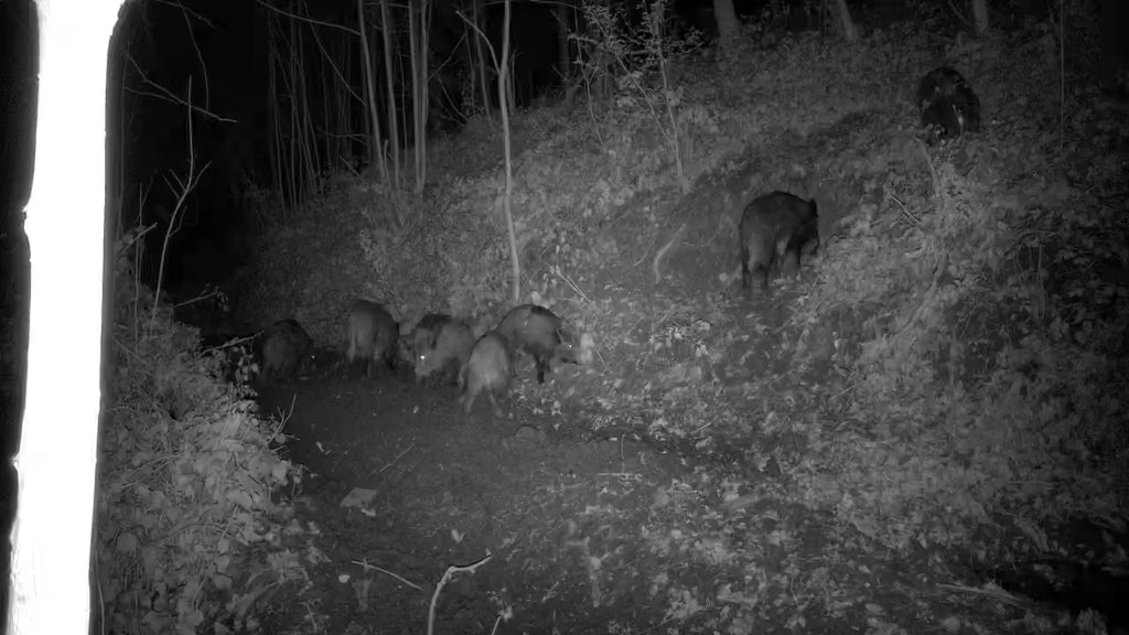 Videoaufnahme_mit_T16_Wildkamera_von_HIKMICRO