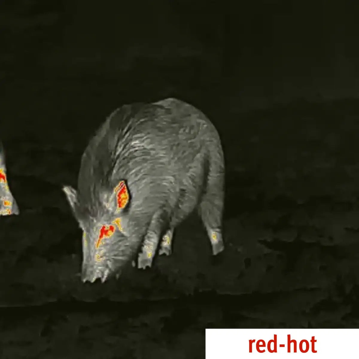 Es handelt sich hier um Aufnahme mit Wärmebildkamera Spotter Mini von Lahoux für die Jagd.