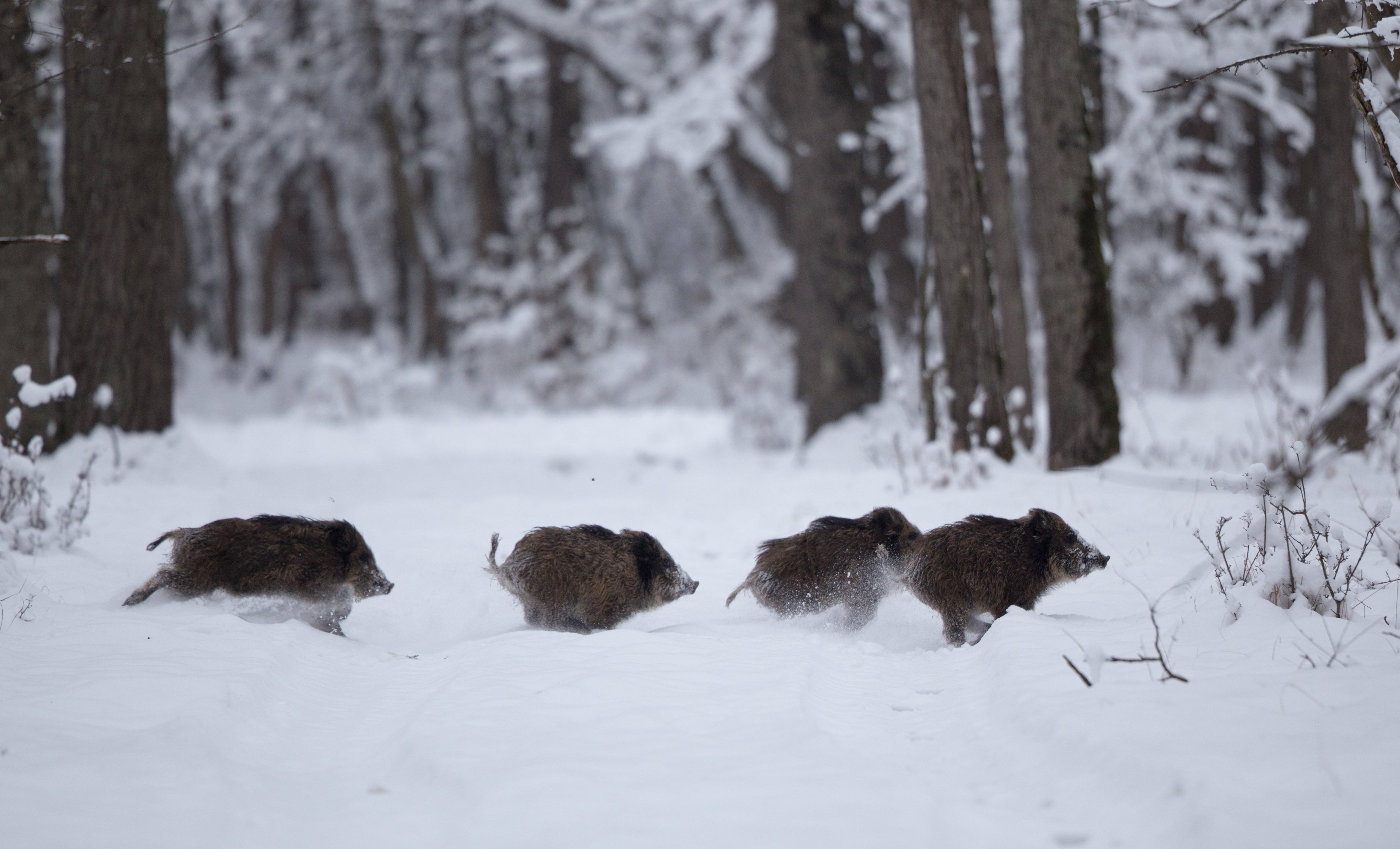 Es handelt sich hier um Aufnahme mit GPO Spectra™ 6x 1-6x24i Zielfernrohr für die Jagd.