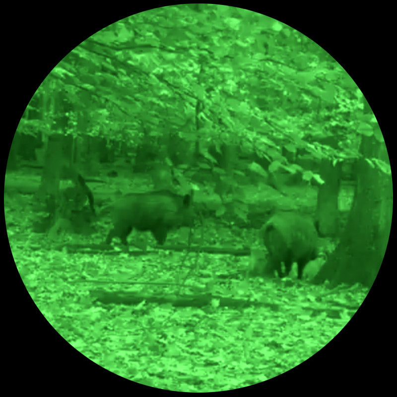 Es handelt sich hier um Aufnahme mit LAHOUX Hemera Standard+ Nachtsichtgerät für die Jagd.