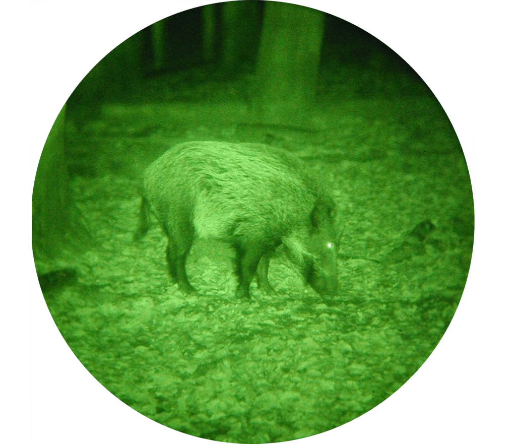 Es handelt sich hier um Aufnahme mit dem Nachtsichtgerät DJ-8 4x48 Jahnke Premium für die Jagd.