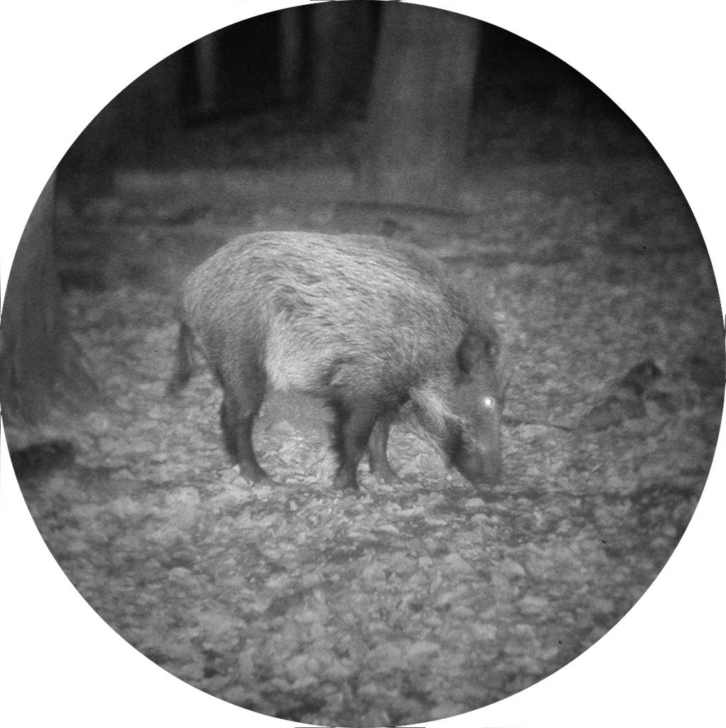 Es handelt sich hier um Aufnahme mit Nachtsichtgerät DJ-8 4x48 Jahnke Monochrom® für die Jagd.